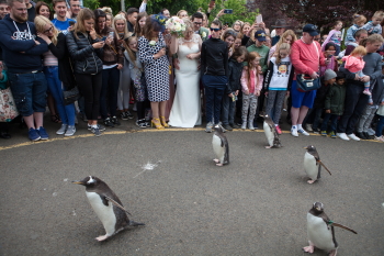 Wedding photographer Edinburgh